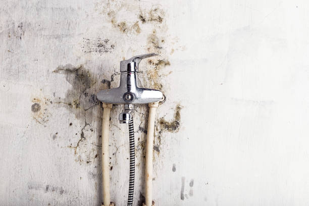 Best Fast Mold Removal  in Hoschton, GA