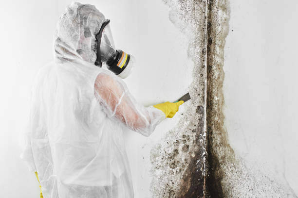 Best Commercial Mold Removal  in Hoschton, GA
