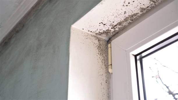 Trusted Hoschton, GA Mold Removal Experts