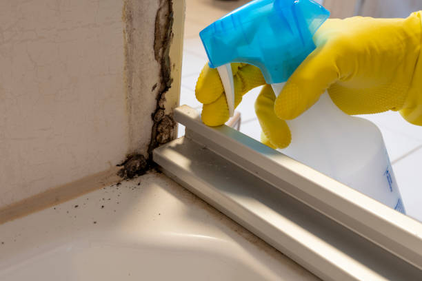 Best Mold Damage Repair  in Hoschton, GA