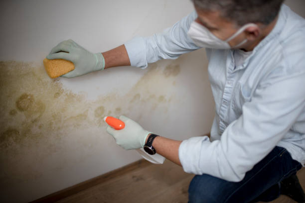 Best Office Mold Removal Services  in Hoschton, GA