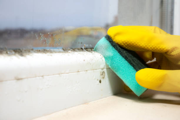 Best Attic Mold Removal  in Hoschton, GA