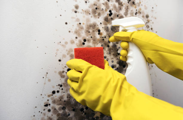 Certified Mold Removal in Hoschton, GA