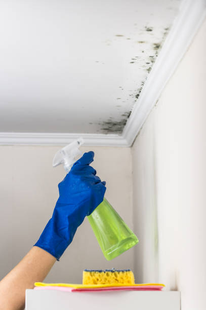 Attic Mold Removal in Hoschton, GA