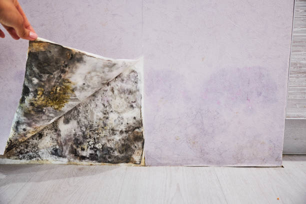 Best Best Mold Removal Companies  in Hoschton, GA